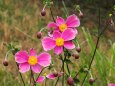 昭和記念公園の秋明菊