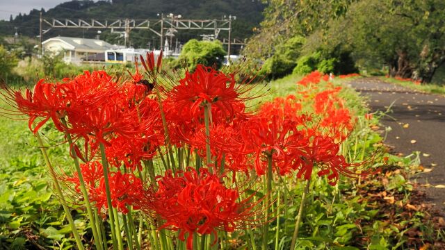 船岡城址公園の彼岸花