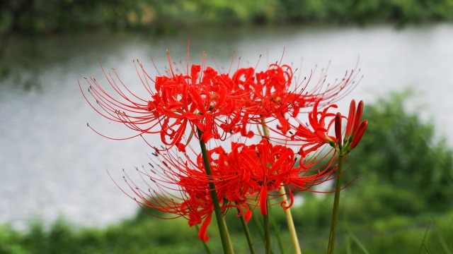 船岡城址公園の彼岸花