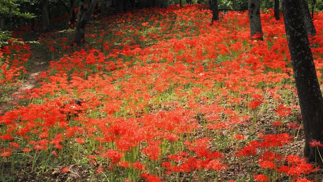 船岡城址公園の彼岸花