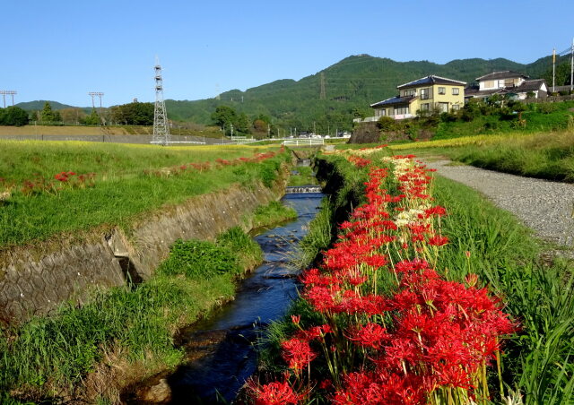 彼岸花が咲いている散策路