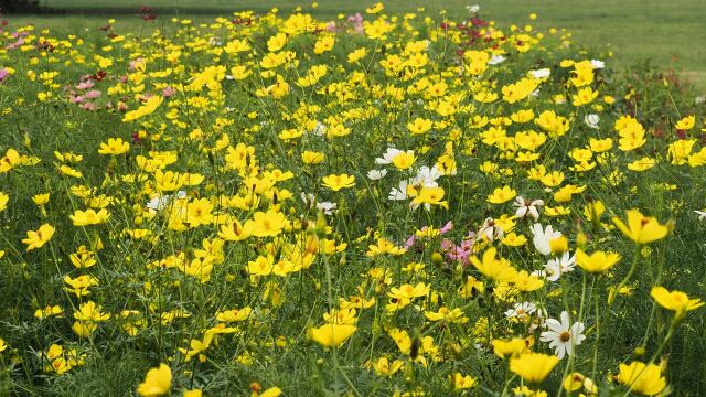 昭和記念公園の秋桜