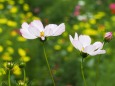 昭和記念公園の秋桜