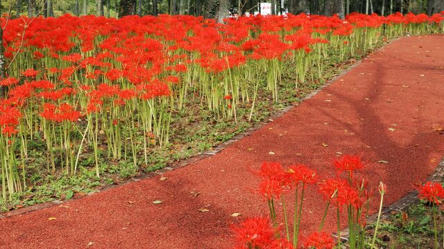 船岡城址公園の彼岸花