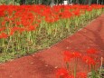 船岡城址公園の彼岸花