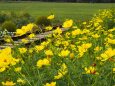 昭和記念公園の秋桜