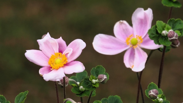 昭和記念公園の秋明菊