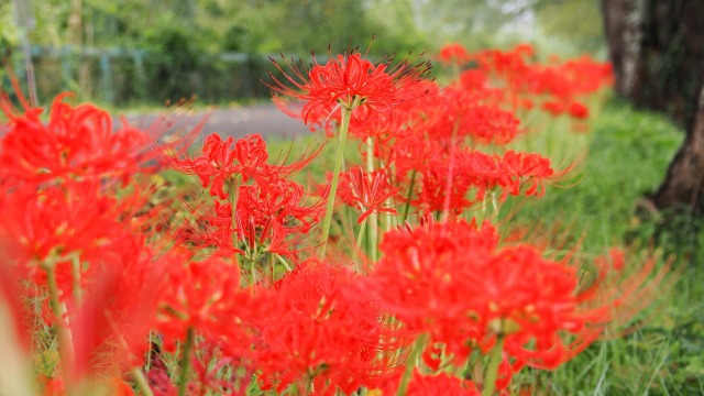 船岡城址公園の彼岸花