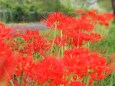 船岡城址公園の彼岸花