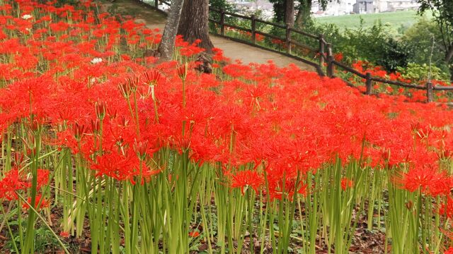 船岡城址公園の彼岸花