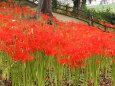 船岡城址公園の彼岸花