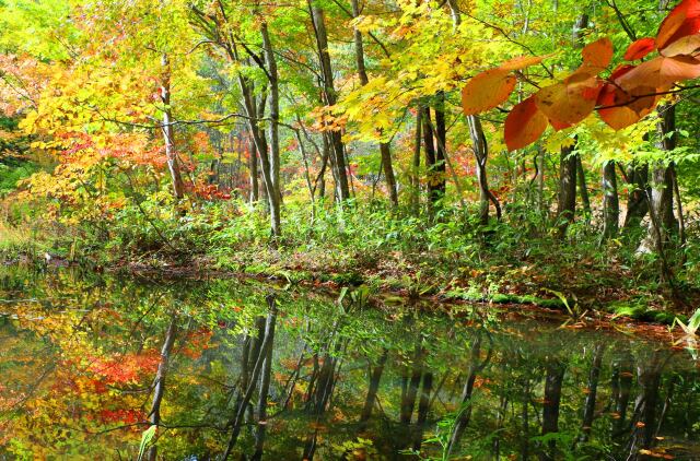 八幡平紅葉