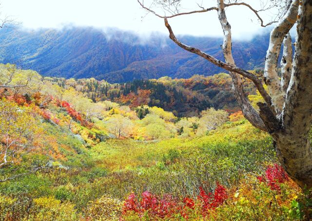 栂池自然園紅葉