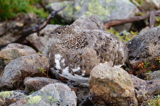 小蓮華山のママ雷鳥3