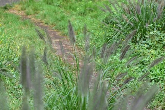 秋の野