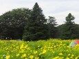 昭和記念公園の秋桜