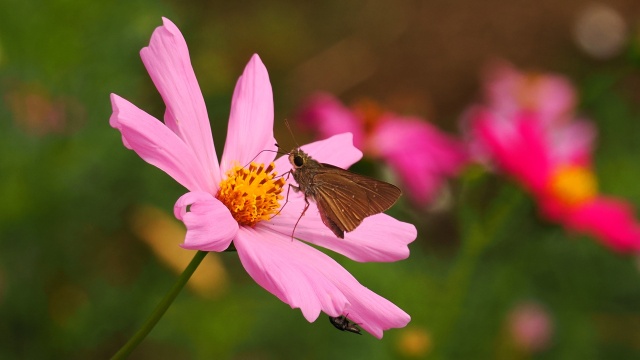 秋桜とセセリチョウ