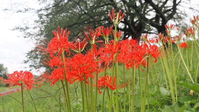 船岡城址公園の彼岸花