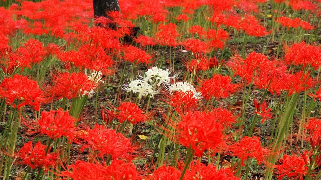 船岡城址公園の彼岸花