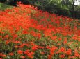 船岡城址公園の彼岸花