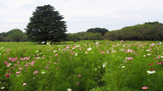 秋の昭和記念公園