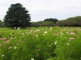 秋の昭和記念公園