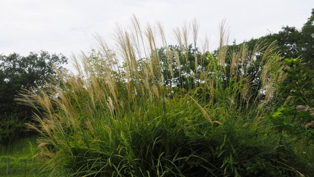 秋の昭和記念公園