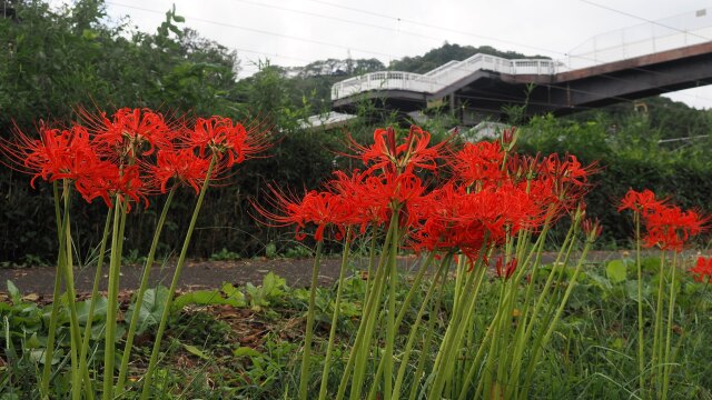 船岡城址公園の彼岸花