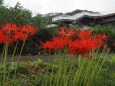 船岡城址公園の彼岸花