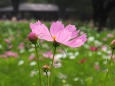 昭和記念公園の秋桜