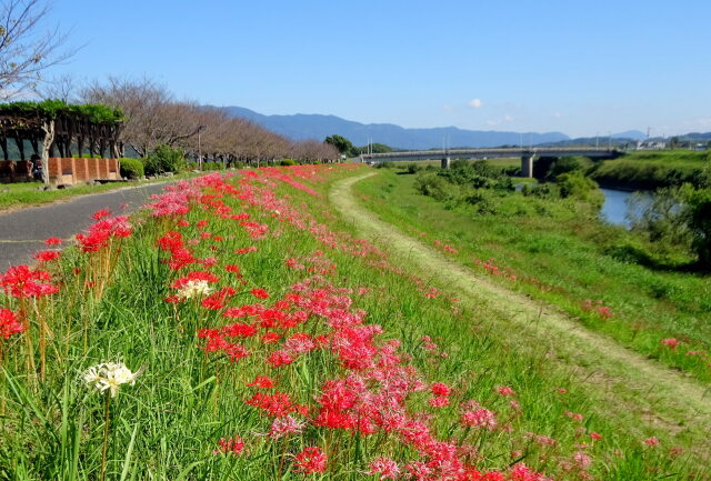 川の土手に広がる彼岸花