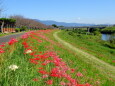 川の土手に広がる彼岸花