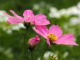 昭和記念公園の秋桜