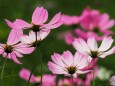 昭和記念公園の秋桜