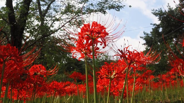 船岡城址公園の彼岸花