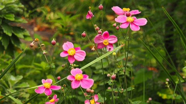 船岡城址公園の秋明菊