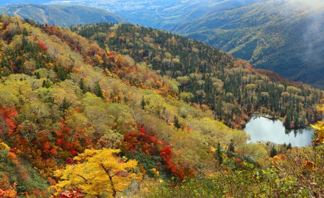 栂池高原紅葉