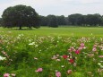 昭和記念公園の秋桜