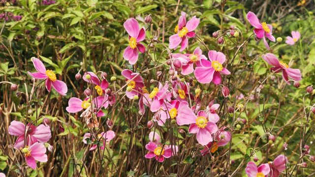 船岡城址公園の秋明菊