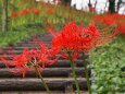 船岡城址公園の彼岸花