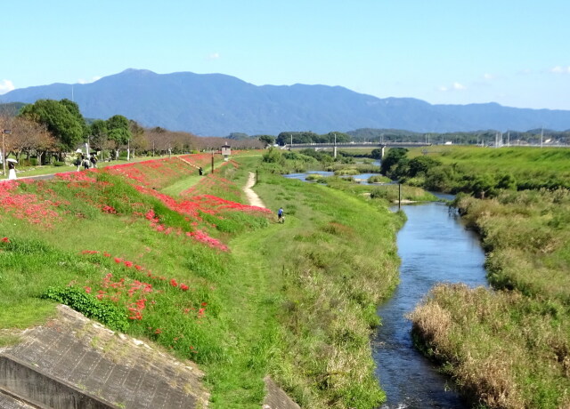 犬鳴川の彼岸花