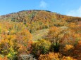 栂池高原紅葉