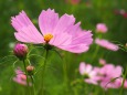 昭和記念公園の秋桜