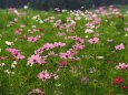 昭和記念公園の秋桜