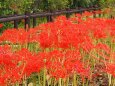 船岡城址公園の彼岸花