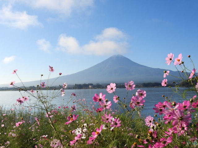 コスモス&富士山