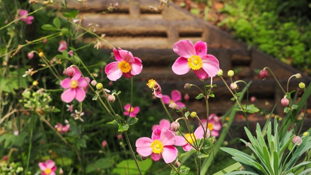 船岡城址公園の秋明菊