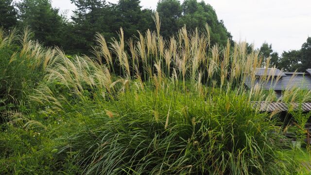 昭和記念公園のススキ