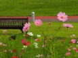 越後丘陵公園の秋桜