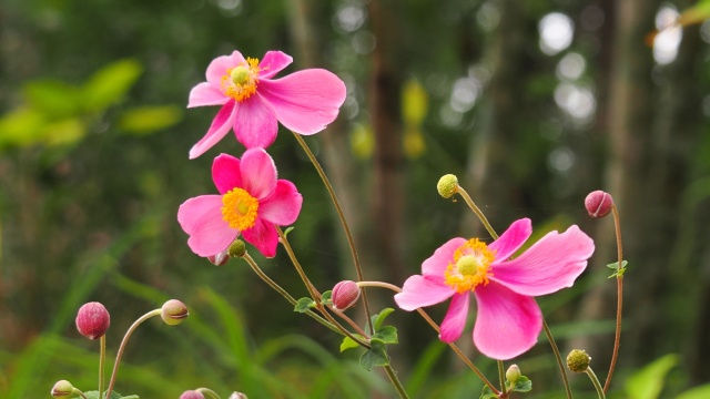 船岡城址公園の秋明菊